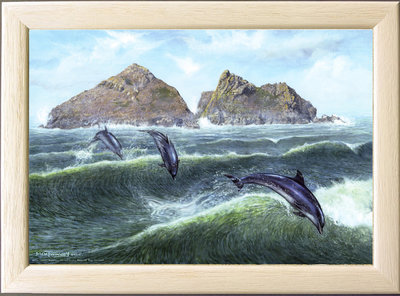 Image of Off Shore Wind, Bottle-nose Dolphins, off Gull Rocks, Holywell Bay, nr. Newquay